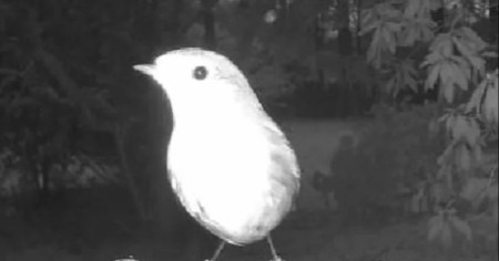 ŠOKANTAN PRIZOR U DVORIŠTU Kamera otkrila scenu koja nikoga ne ostavlja ravnodušnim! (FOTO))